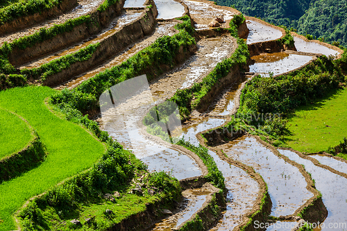 Image of Rice field terraces. Near Sapa, Mui Ne