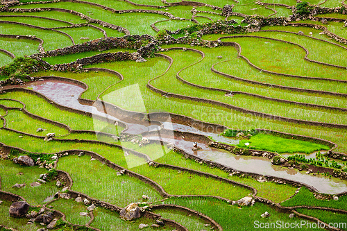 Image of Rice field terraces, Vietnam