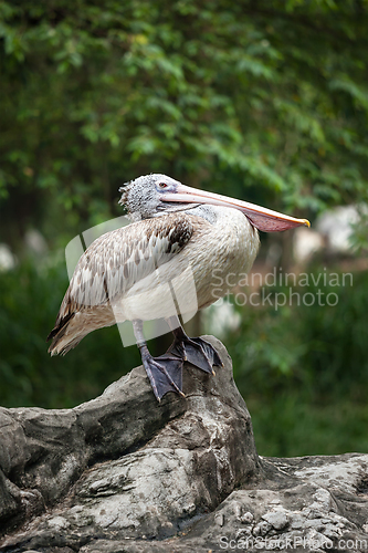 Image of Spot-billed Pelican or Grey Pelican (Pelecanus philippensis)