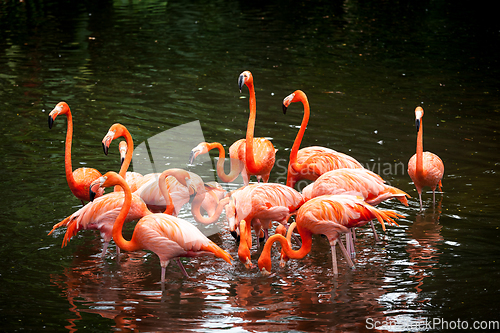 Image of American Flamingo (Phoenicopterus ruber), Orange flamingo