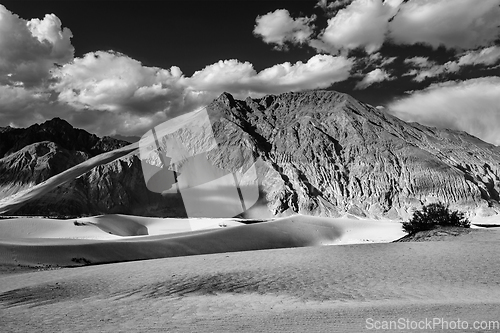 Image of Sand dunes. Nubra valley, Ladakh, India