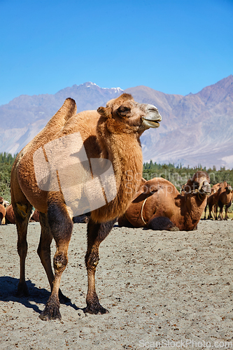 Image of Camels in Nubra vally, Ladakh