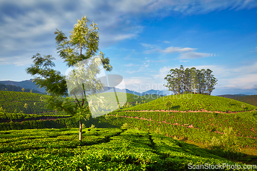 Image of Tea plantation in the morning, India