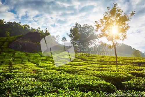 Image of tea plantation in the morning, India
