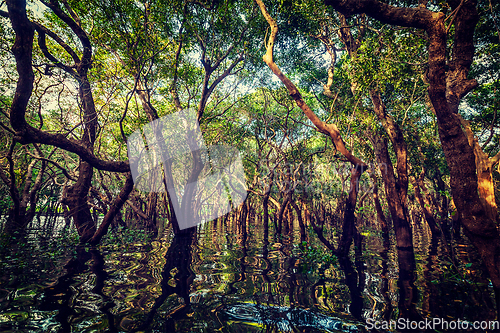 Image of Flooded trees in mangrove rain forest