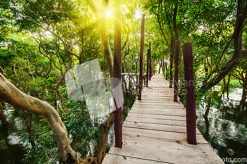 Image of Wooden bridge in rain mangrove forest jungle