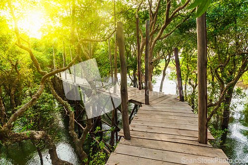 Image of Wooden bridge in rain mangrove forest jungle