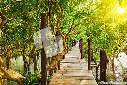 Image of Wooden bridge in flooded rain forest jungle of mangrove