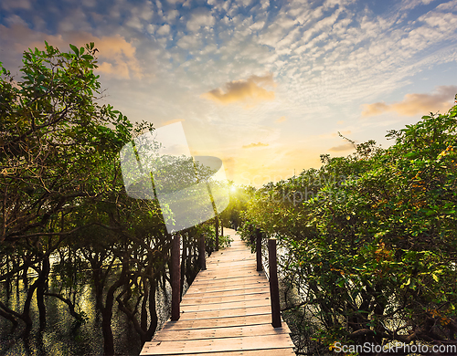 Image of Wooden bridge in flooded rain forest jungle of mangrove