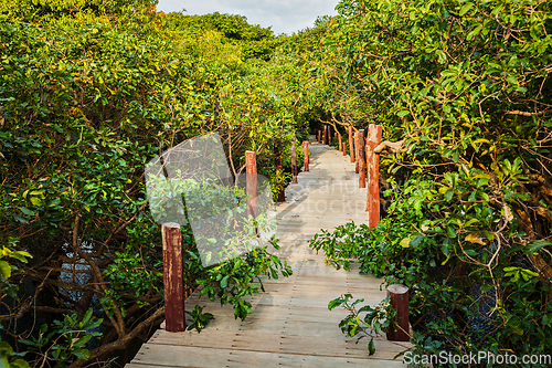 Image of Wooden bridge in flooded rain forest jungle