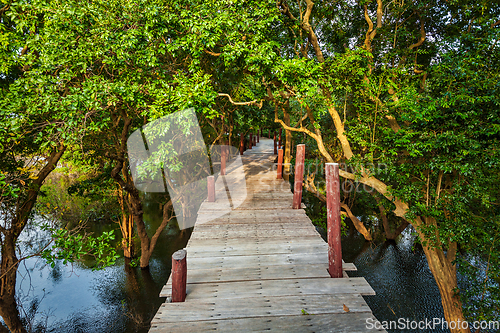 Image of Wooden bridge in flooded rain forest jungle of mangrove