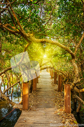 Image of Wooden bridge in flooded rain forest jungle