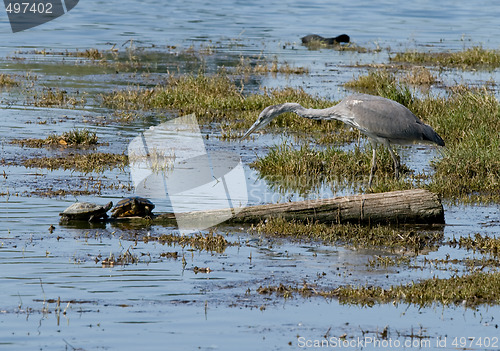 Image of Two turtles and a grey heron