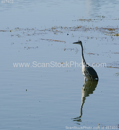 Image of Mirroring Heron