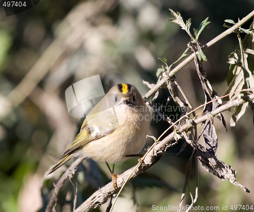 Image of Serious Goldcrest