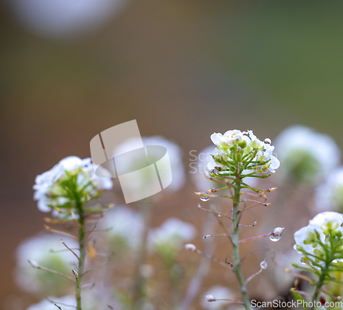 Image of blooming autumn flowers