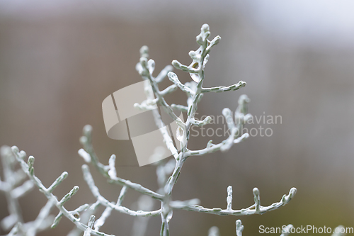 Image of plant with water drops 