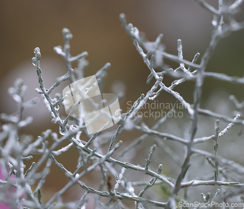 Image of plant with water drops 