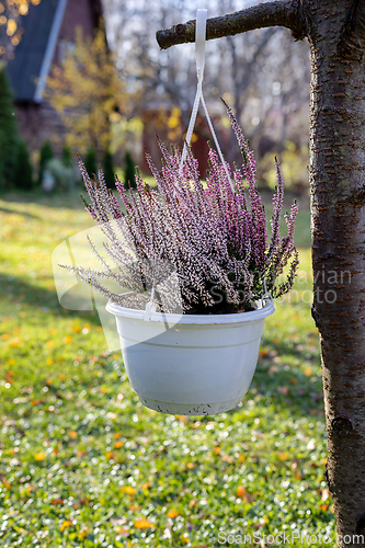 Image of autumn flowers heather 