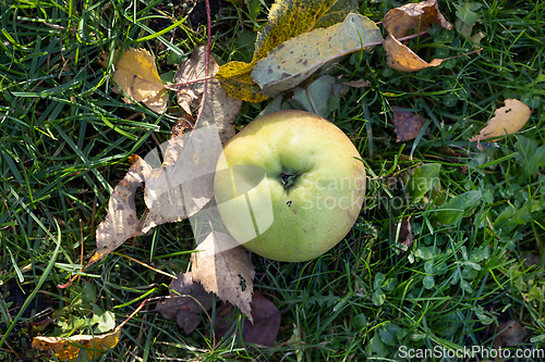 Image of fresh autumn apple