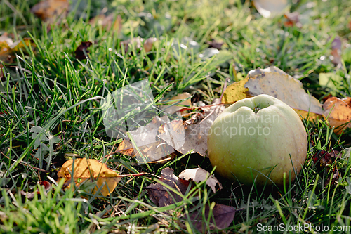 Image of fresh autumn apple