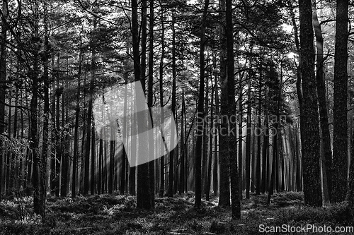 Image of black and white forest landscape