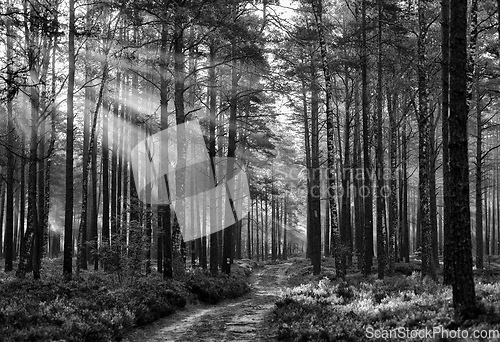 Image of black and white forest landscape