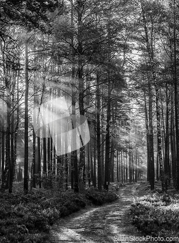 Image of black and white forest landscape