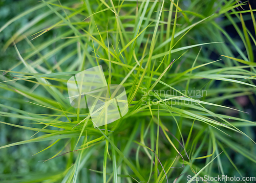 Image of green grass close up