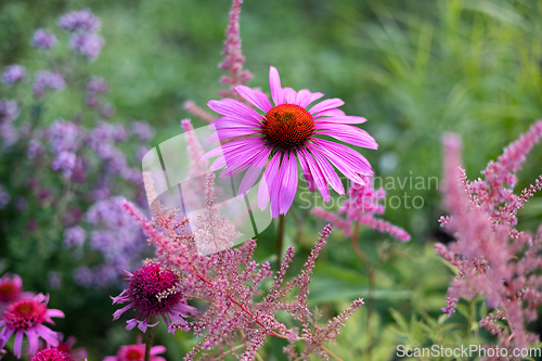 Image of beautiful flower bed