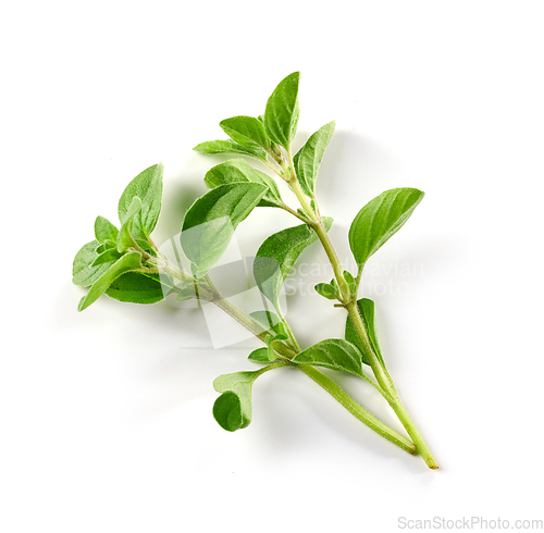 Image of fresh green oregano leaves