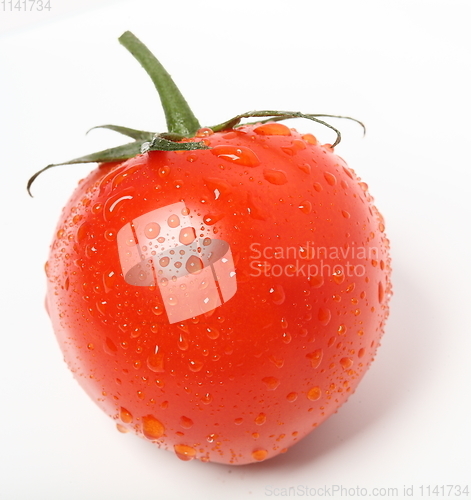Image of tomato with water drops on the white background