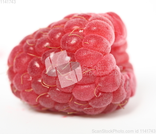 Image of One rich raspberry fruit on a white background. Macro.