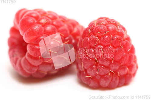 Image of Two organic ripe raspberries. The close up