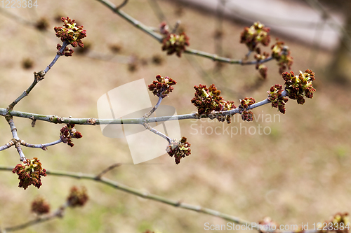 Image of tree with red stamens