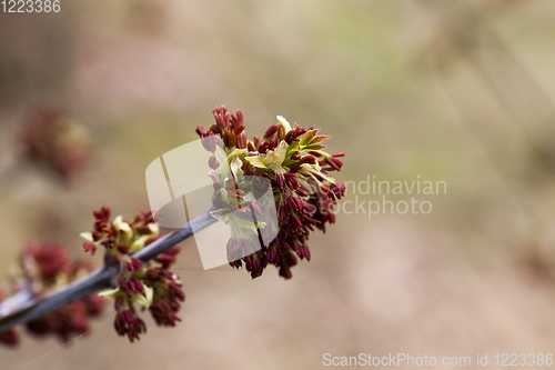 Image of tree with red stamens