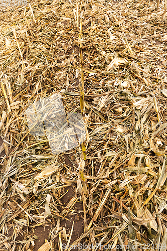 Image of corn stubble autumn