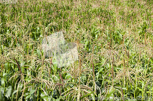 Image of brushes of young corn