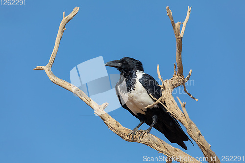 Image of Pied crow in namib desert