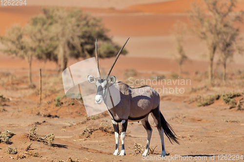 Image of Gemsbok, Oryx gazelle on dune, Namibia Wildlife