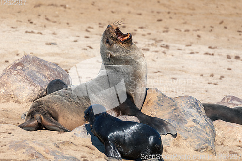 Image of baby brown seal in Cape Cross, Namibia