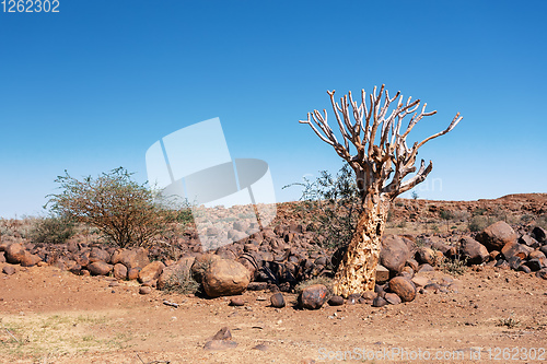 Image of Aloidendron dichotomum, aloe tree, Namibia wilderness