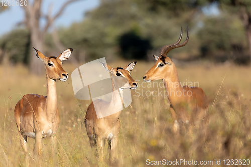 Image of Impala antelope Namibia, africa safari wildlife