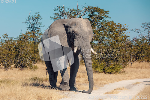 Image of African Elephant in Chobe, Botswana safari wildlife