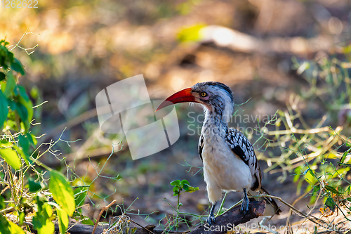 Image of bird red-billed hornbill, Namibia, Africa wildlife