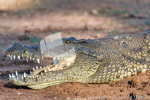Image of Nile Crocodile in Chobe river, Botswana