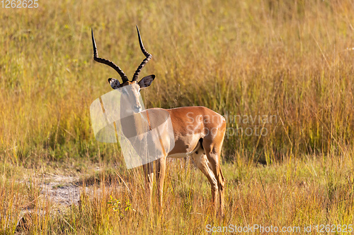 Image of Impala antelope Namibia, africa safari wildlife