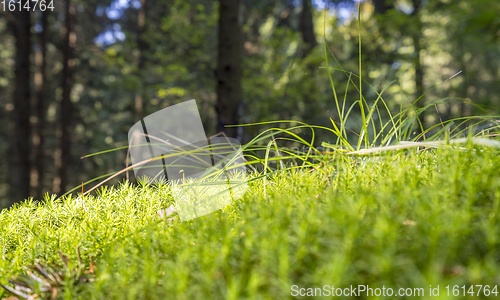 Image of sunny forest scenery