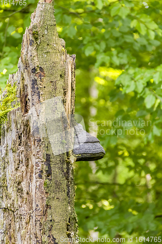 Image of snag with tinder fungus