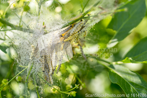 Image of ermine moth caterpillars and web